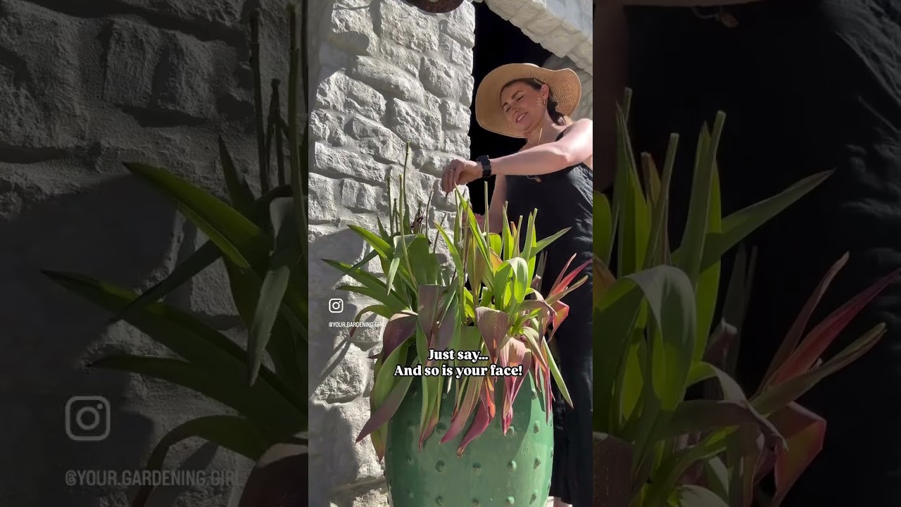 Just snipped the tops off my tulips and letting that foliage do its thing