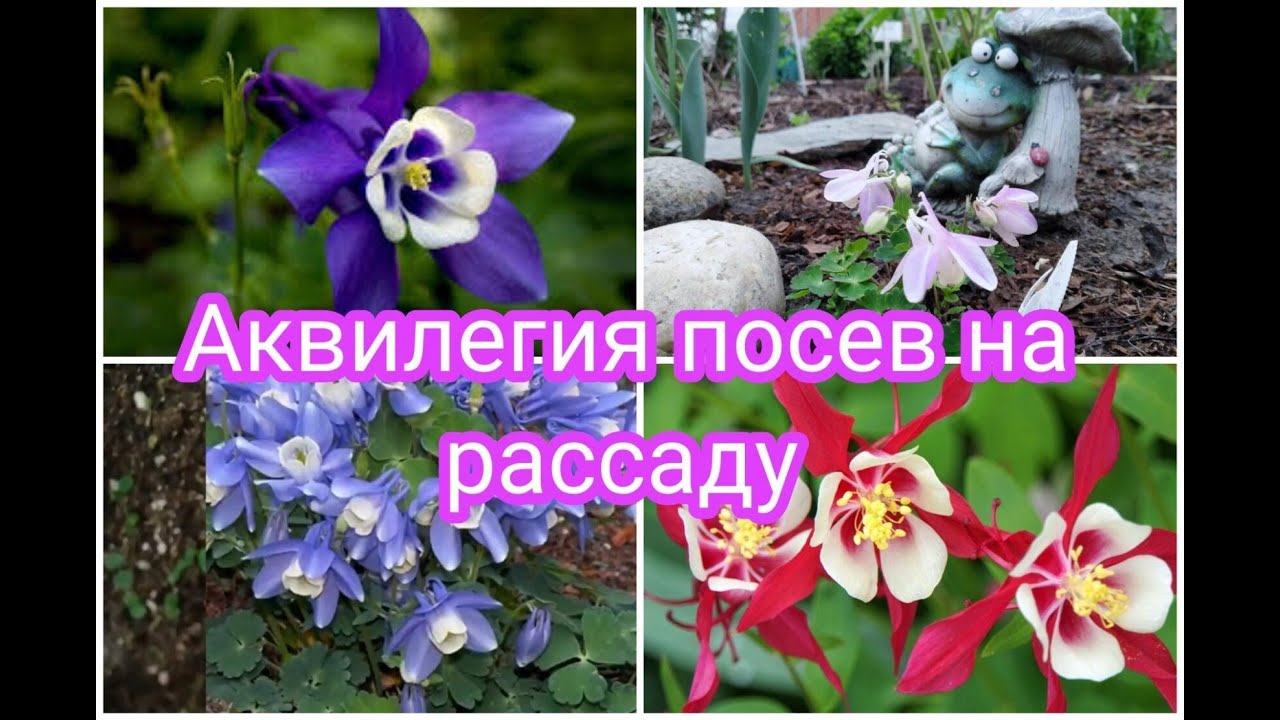 АКВИЛЕГИЯ, ПОСЕВ СЕМЯН НА РАССАДУ.