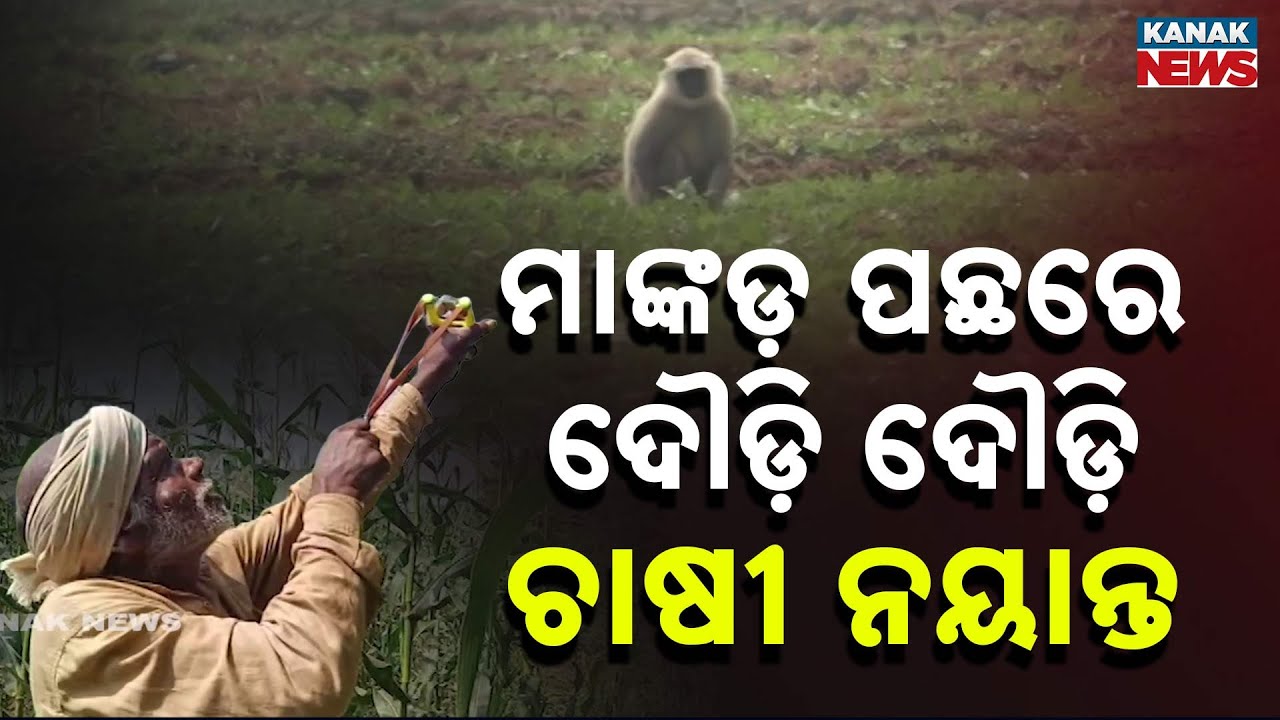 Monkeys Enter Farmlands, Farmers Work Hard to Protect Crops In Ganjam