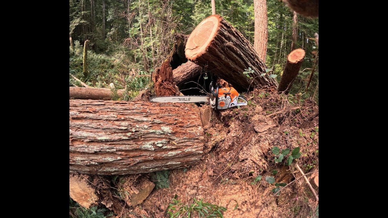 Redwood Over A Stump, Will It Save???