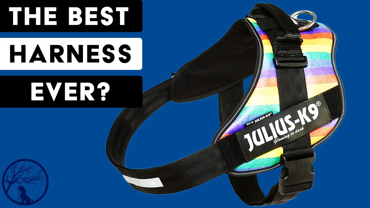 Julius-K9 IDC Powerharness Review - 2021