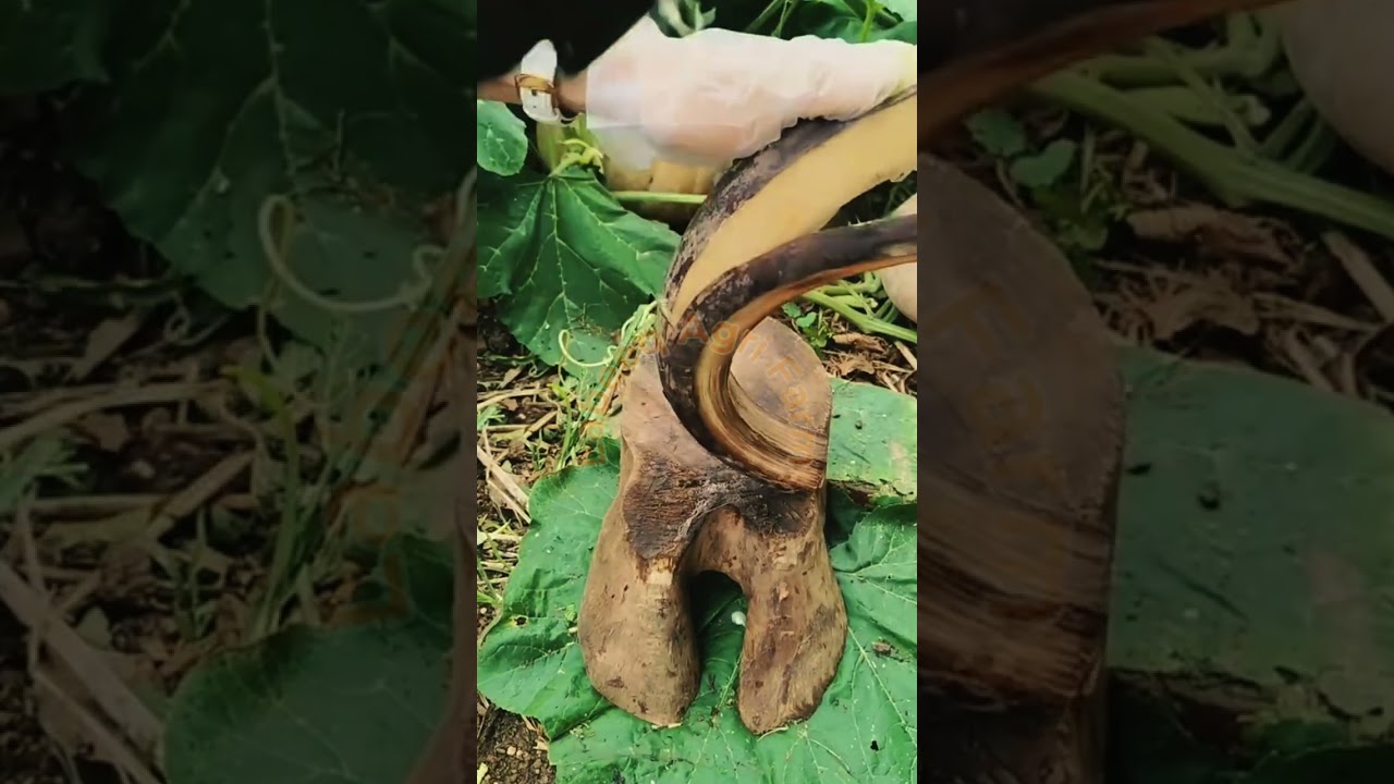 Banana Stem Stripping: Sickle Scraping and Layer Removal Technique 🍌🔪✨