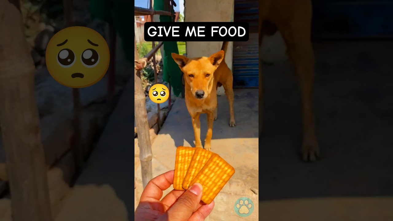 Feeding hungry stray dogs 🐕 Poor dogs were hungry 🥺 #dog #stray #feeding