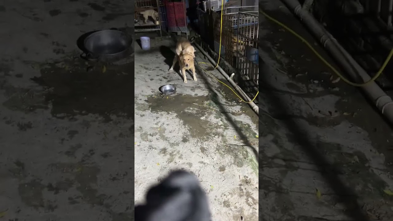#golden retriever, Visiting the breeding site of a golden retriever farm (6)