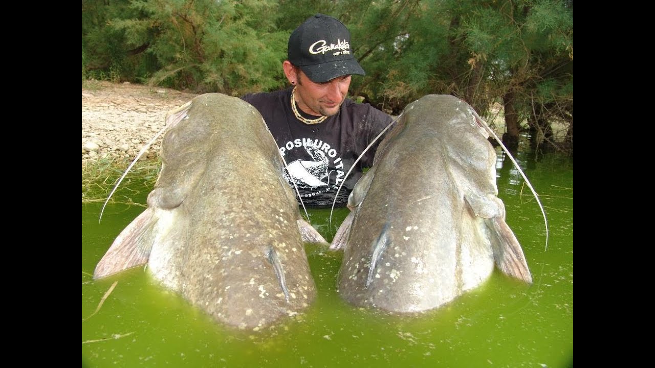 WELS CATFISH WITH PELLETS IN SPAIN by CATFISHING WORLD