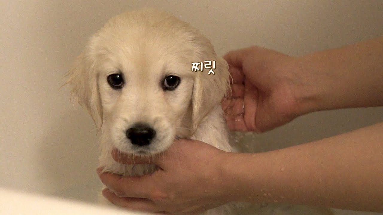 목욕을 싫어하던 아기 리트리버! 8개월 차 모습은?! | 골든 리트리버 단비
