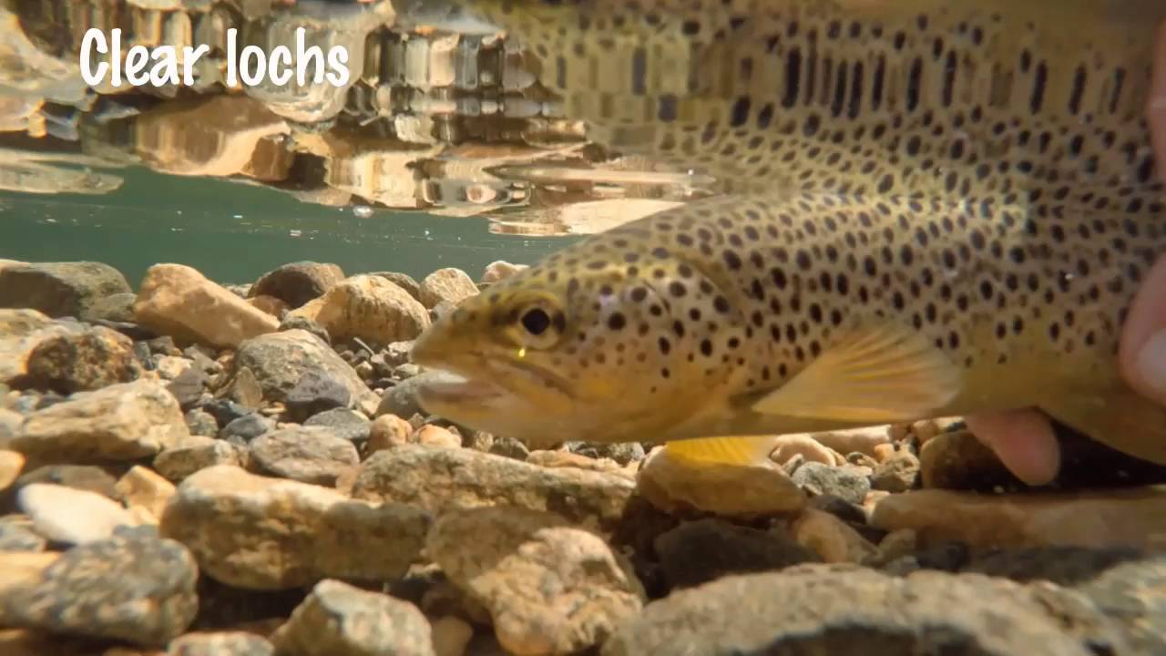 Trout Fishing in Assynt (Scotland), 2016