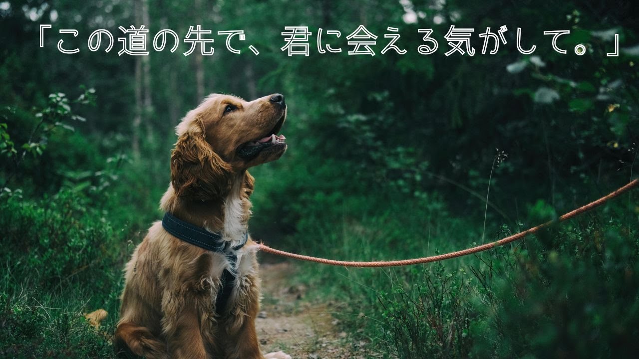 【泣ける犬】君の犬で、よかった。【Music Video】