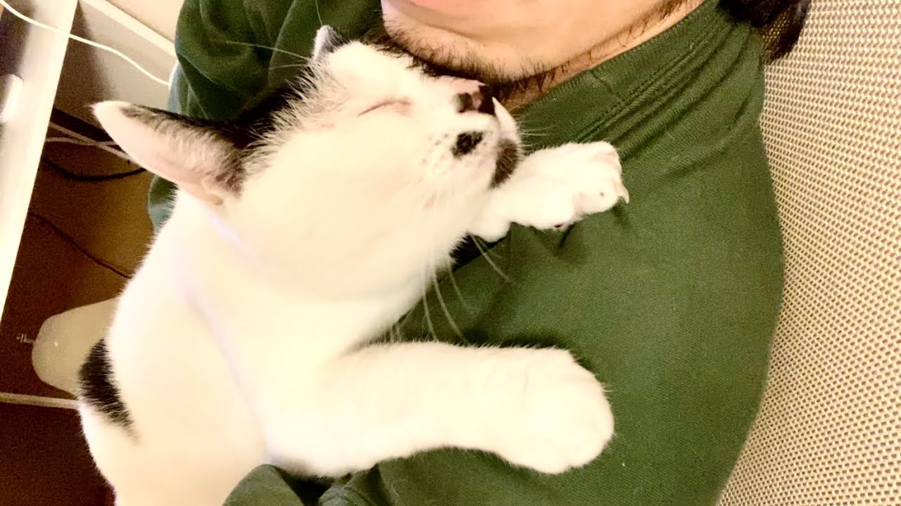 頭突きしまくり…主のヒゲフェチすぎる甘えんぼ猫