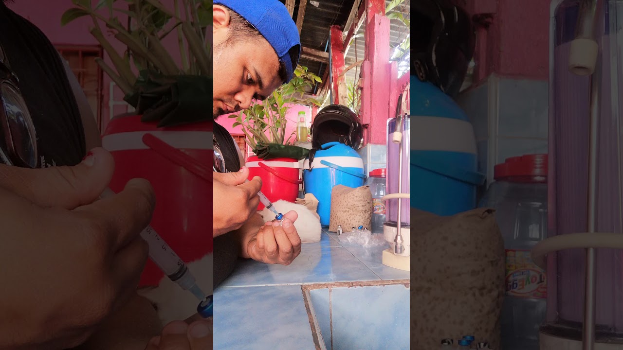 Shihtzu 5 in 1 Vaccine Shot #shihtzu #puppy #shihtzupuppies