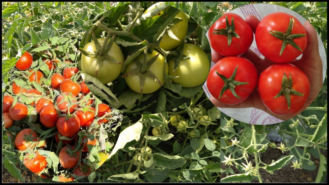 why growing tomatoes looks easy !!!