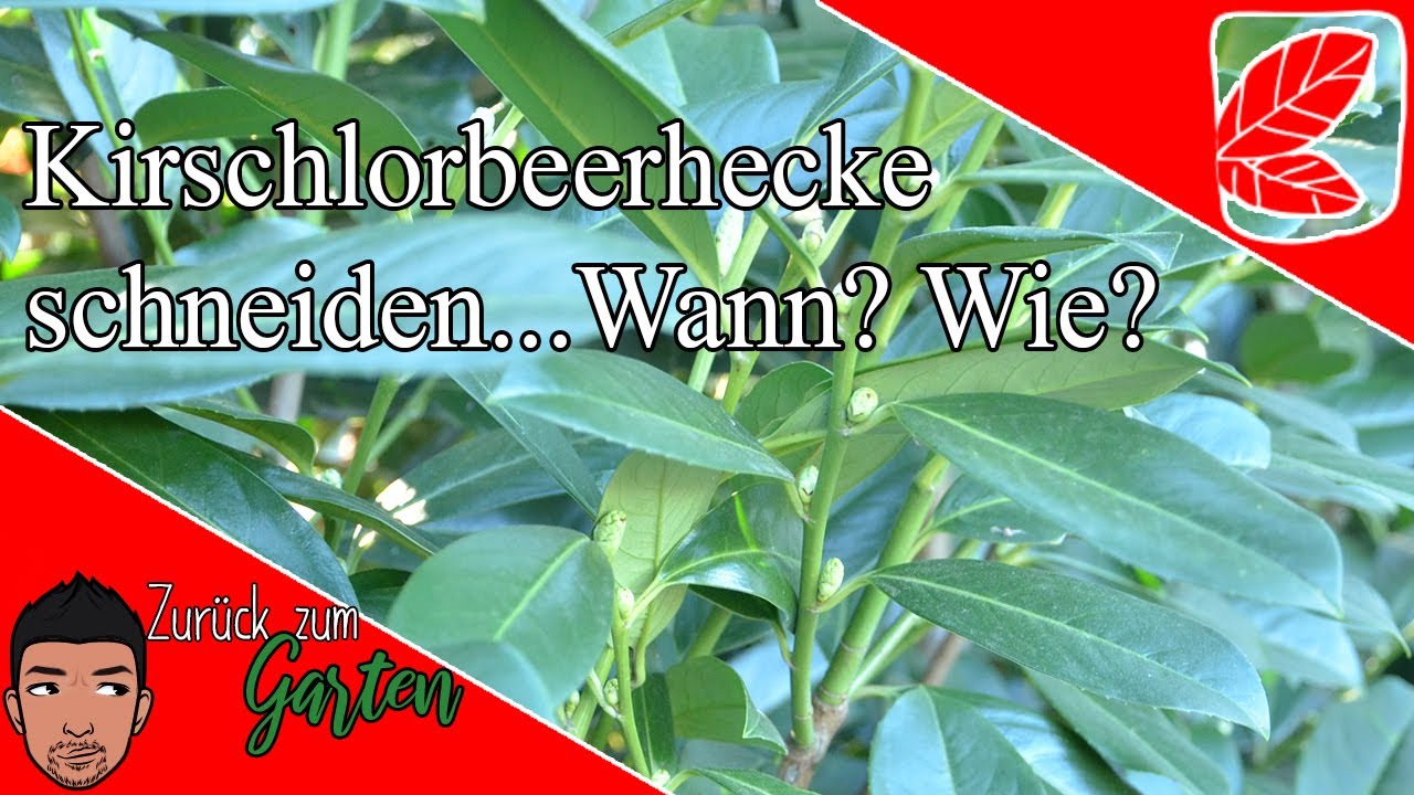 Achtung einfach, Aber Giftig - Kirschlorbeerhecke schneiden