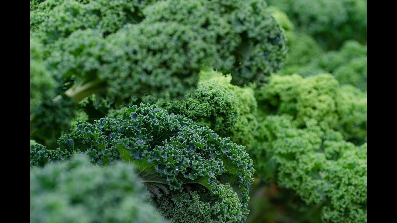 De primer plato: Chips de Kale! Súper vegetal con el que darle un giro a tus platos! :)