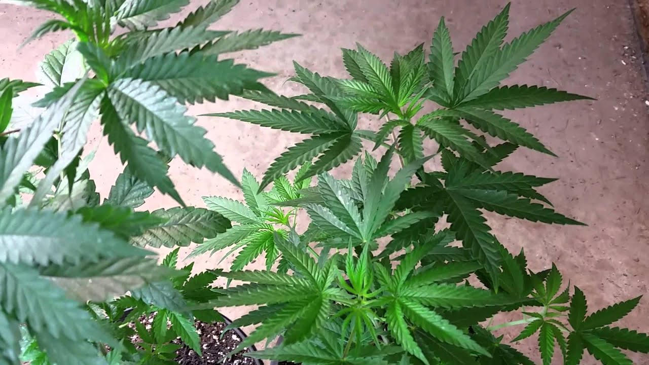 Cannaventure genetics