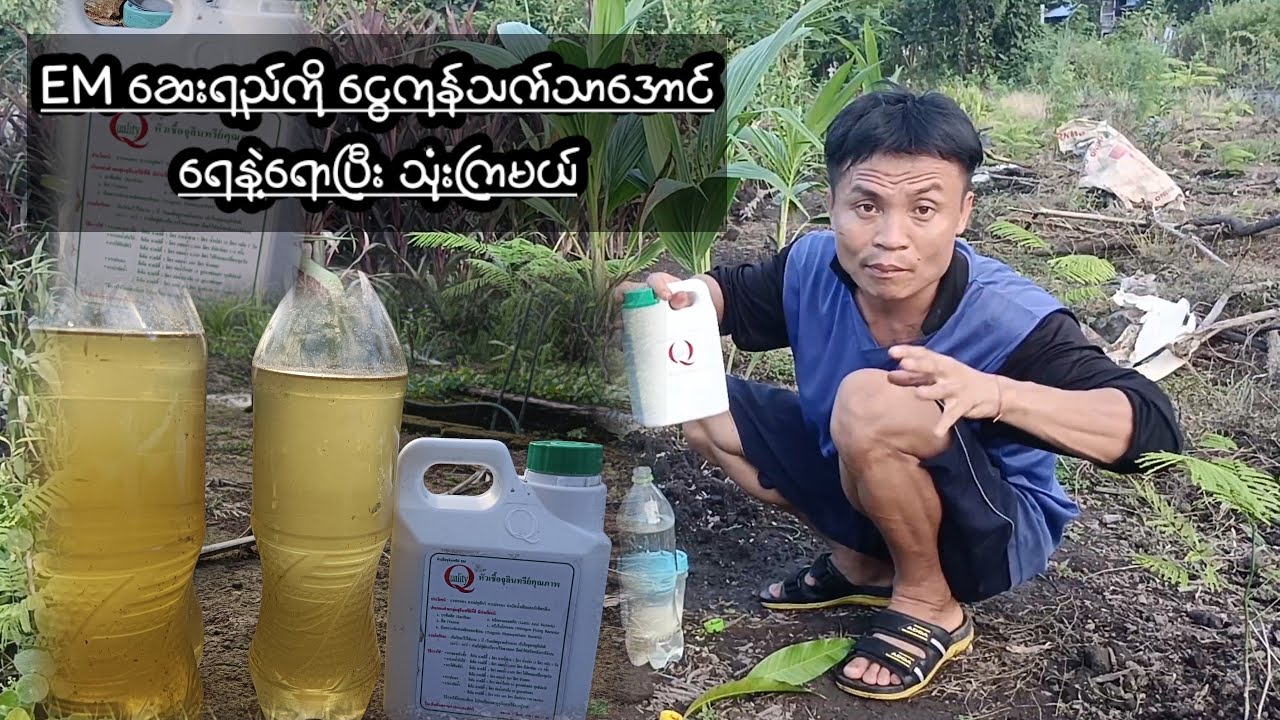 EM ဆေးရည်ကို ငွေကုန်သက်သာအောင်ရေနဲ့ရောပြီး သုံးကြမယ်