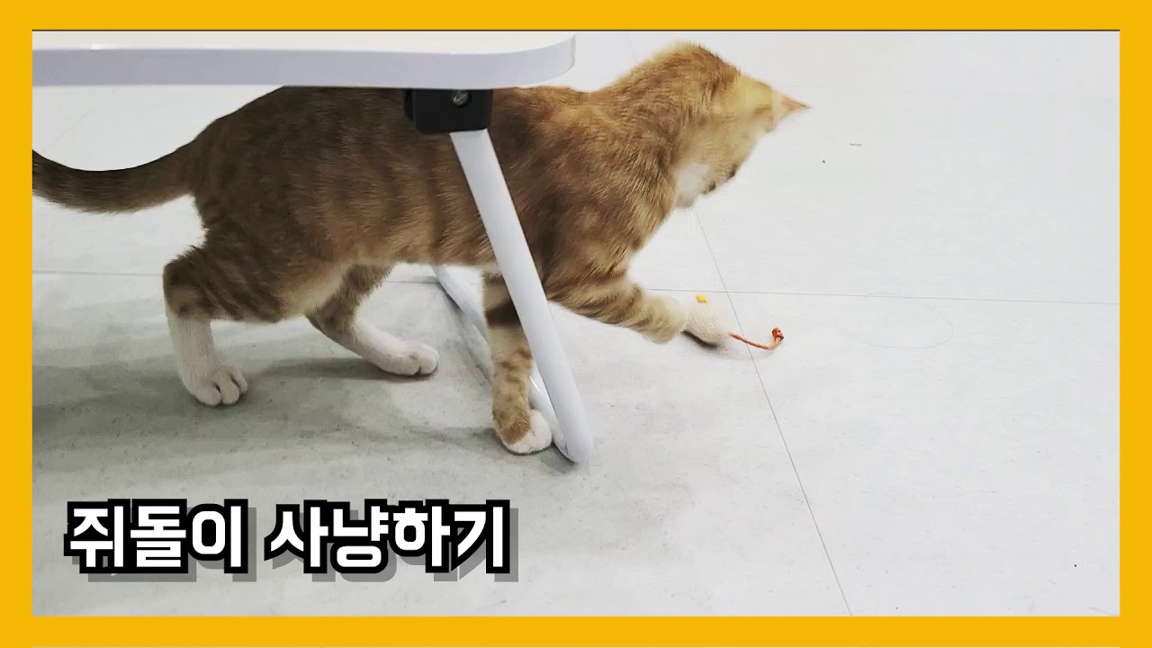 쥐돌이 사냥하는 고양이 | cute cat play with toy mouse