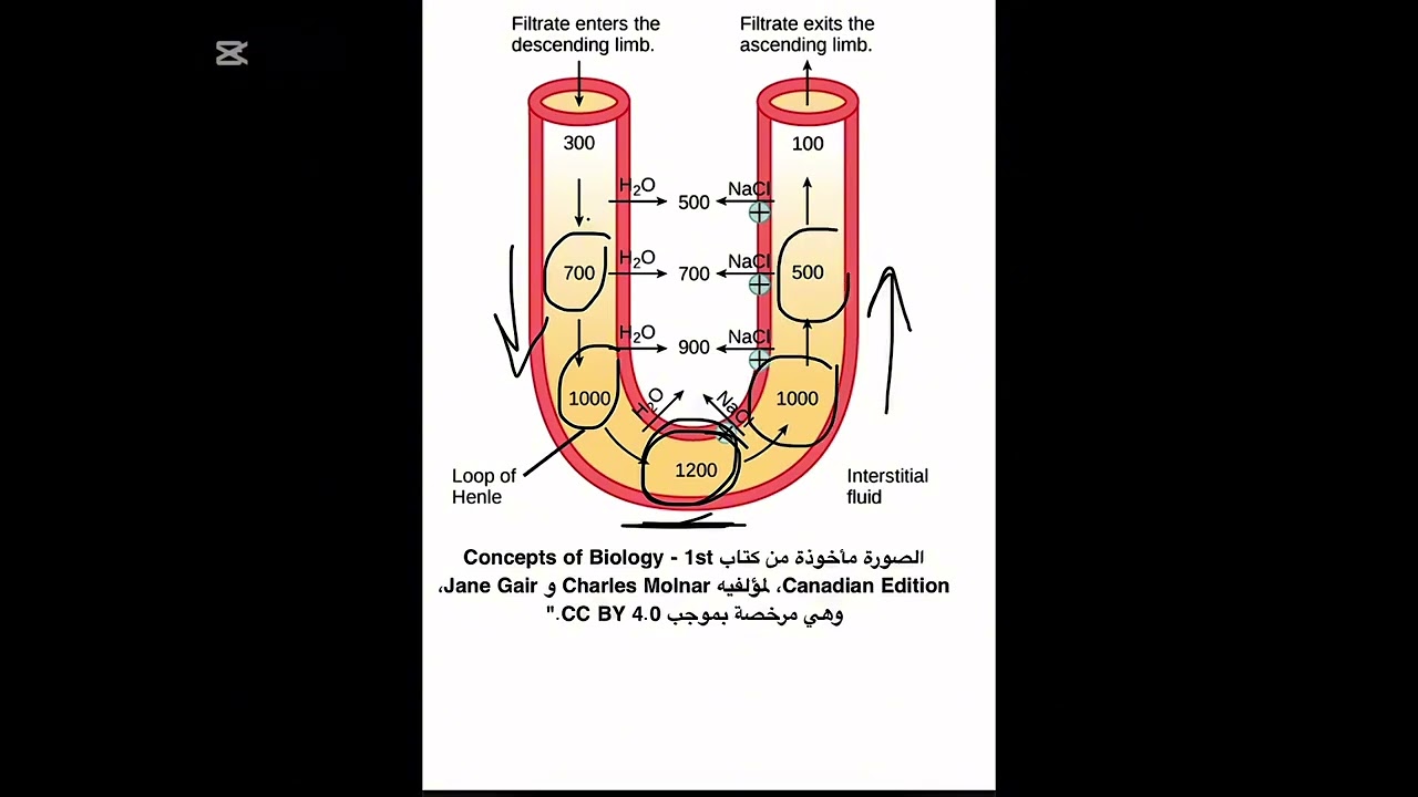 Loop of Henle شرح مبسط بالعربي