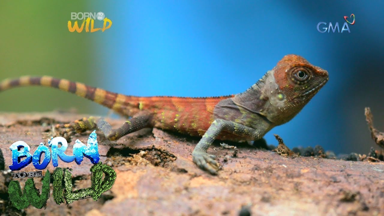 Born to be Wild: Can Doc Nielsen find the elusive Negros forest dragon?