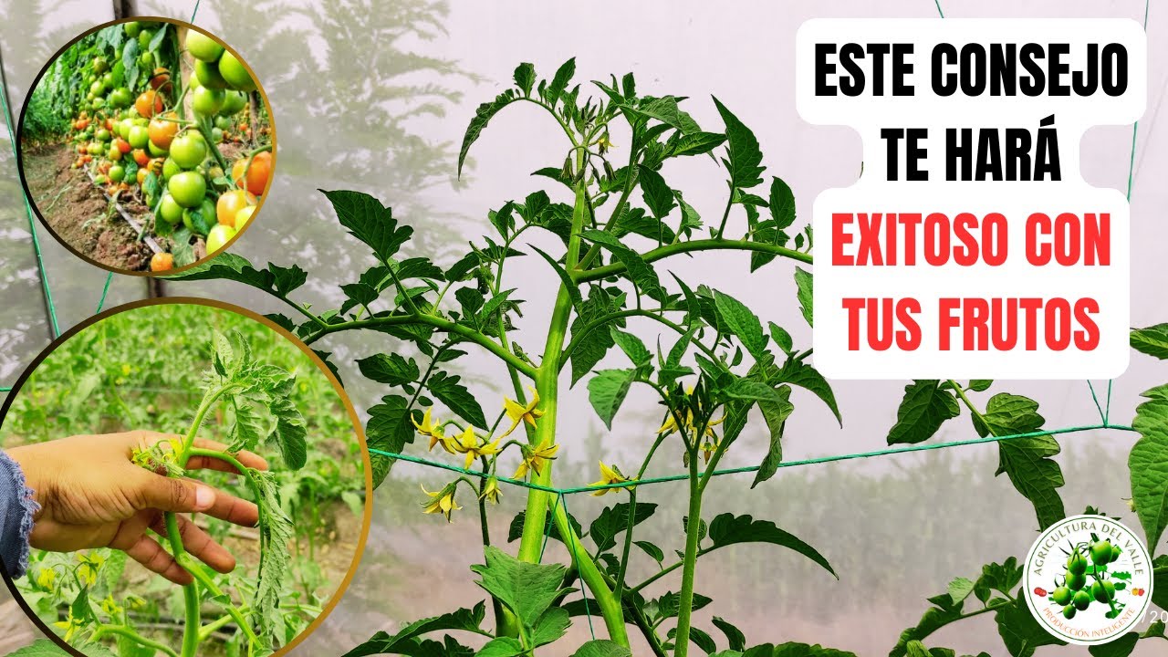 Mas Del 30 o el 50% De FLORES DE TOMATES SE ABORTAN POR ESTO