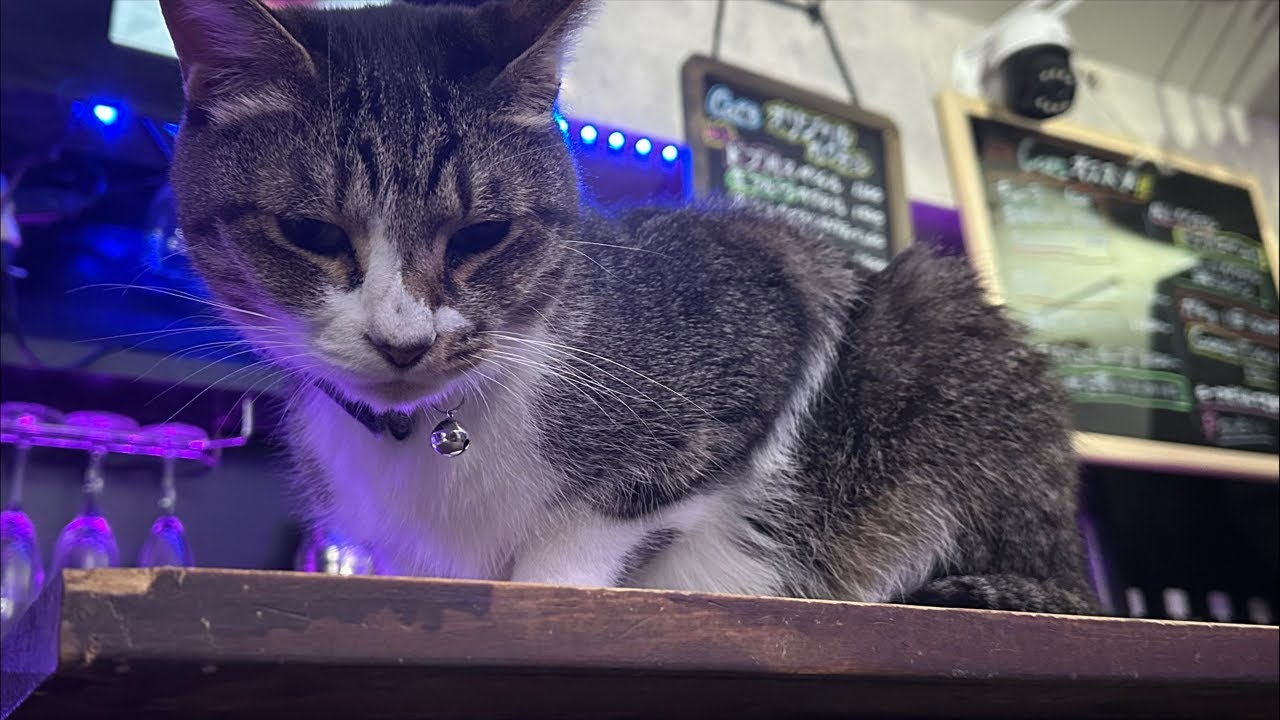 【定点カメラ】猫バーからの猫配信＠新宿歌舞伎町　取締役：権蔵と愉快な仲間たちの猫配信　【50いいね！】毎におやつタイム‼️職業かわいい〜GONZOちゃんねる 〜【寝落ち、睡眠導入に最適】