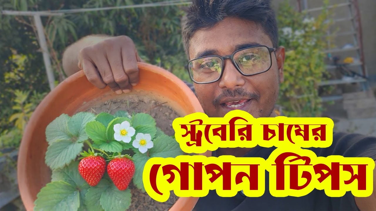 স্ট্রবেরি গাছে মালচিং না করলে এই ভুলটা করছো! 🍓 ফল বড় ও মিষ্টি হবে যেভাবে