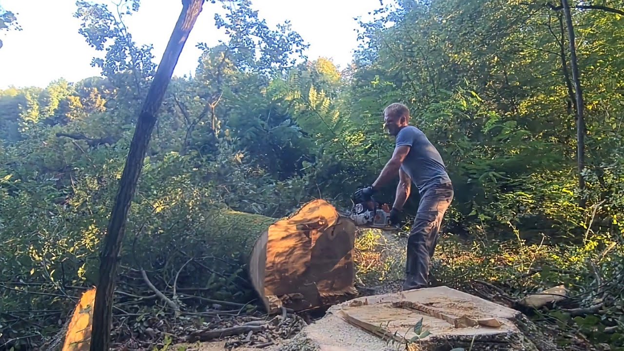 Stihl MS 462 rušenje hrasta