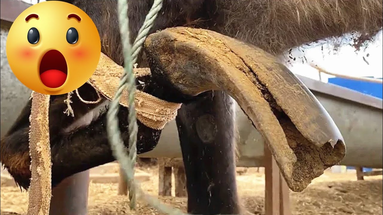 Crazy Donkey Hoof Trimming - Rescue Donkey - Unique ASMR&18