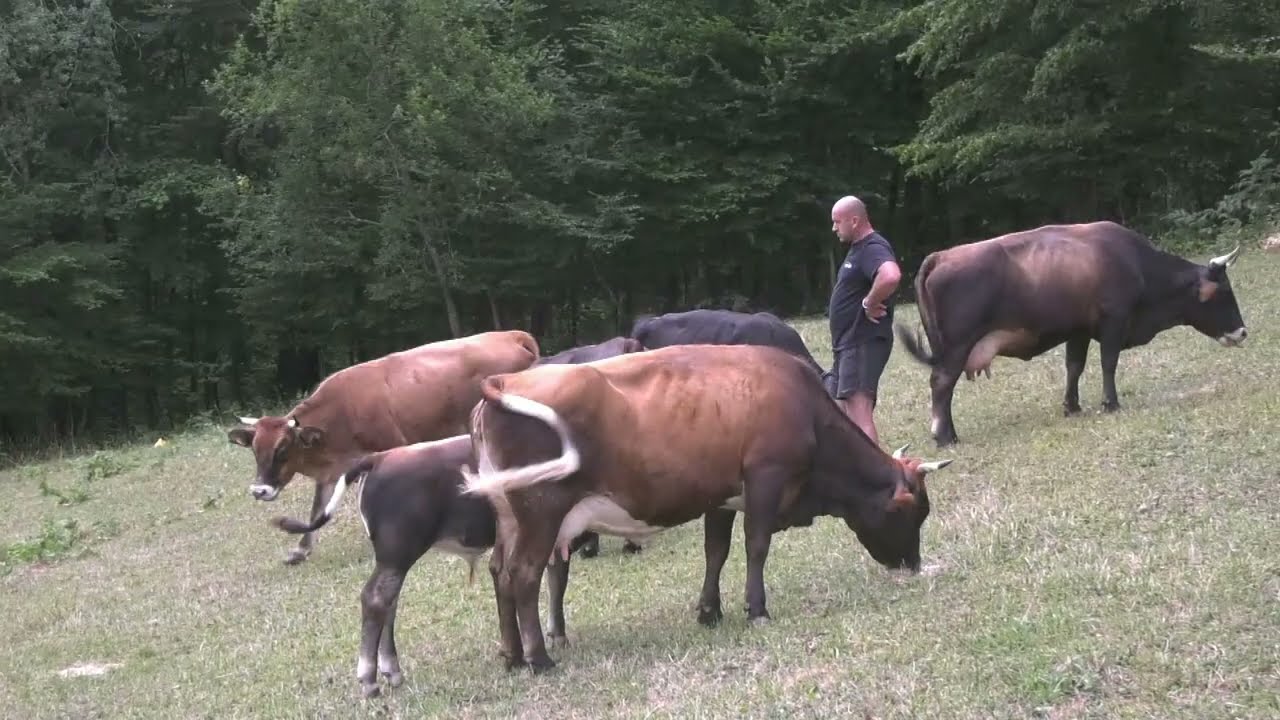 - KRAVE MUJE HRVAČIĆA, NAJBOLJE BODAČKE VRSTE, SAMO ZA TELENJE BIKOVA BODAČA