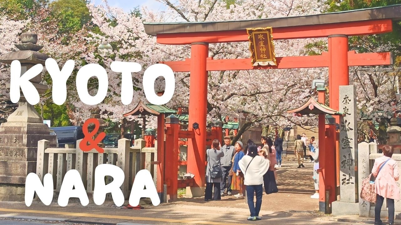 First Spring in Japan: Nara, Kyoto & Hakone | Cherry Blossoms & Travel Vlog