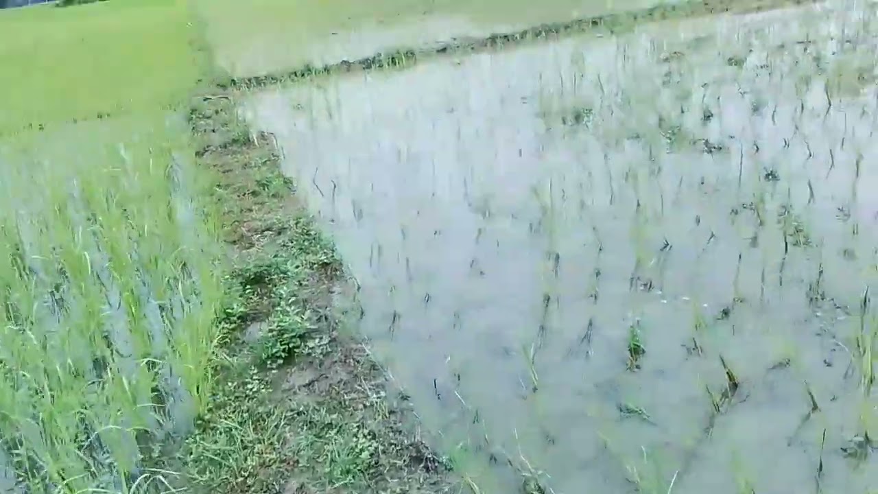 Dolung arig gika tapum taring  doladula video ko bonaika 