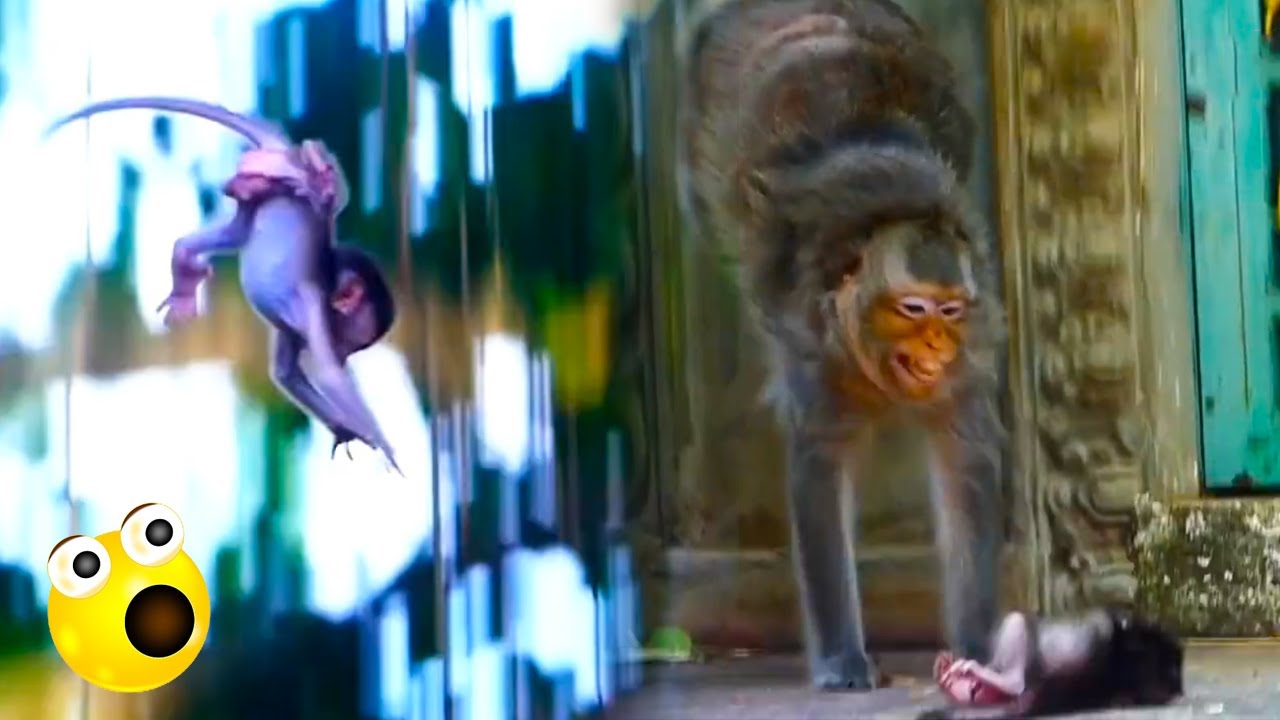 The mother monkey accidentally pushed the baby monkey down from above, extremely painful and dizzy