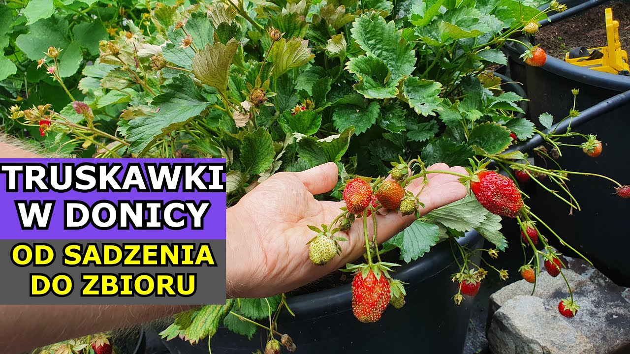 Truskawka Całoroczna Zwisająca w Donicy OD SADZENIA DO ZBIORU