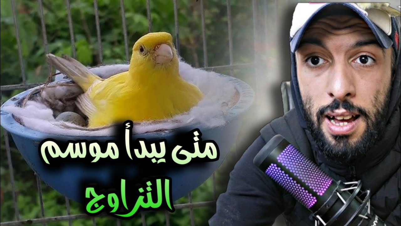 متى يبدأ موسم تزاوج الكناري 🔥 أفضل وقت لبداية الإنتاج من طيور الكناري 😍