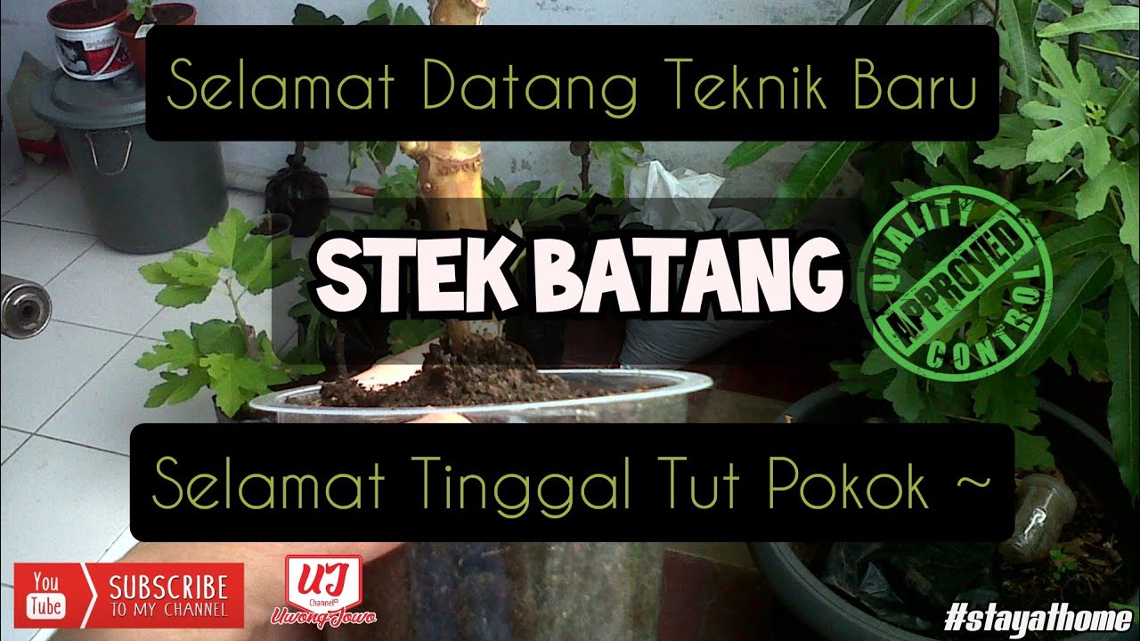 [ TUTORIAL] Pokok cepat berbuah dengan Teknik ini | Teknik Stek