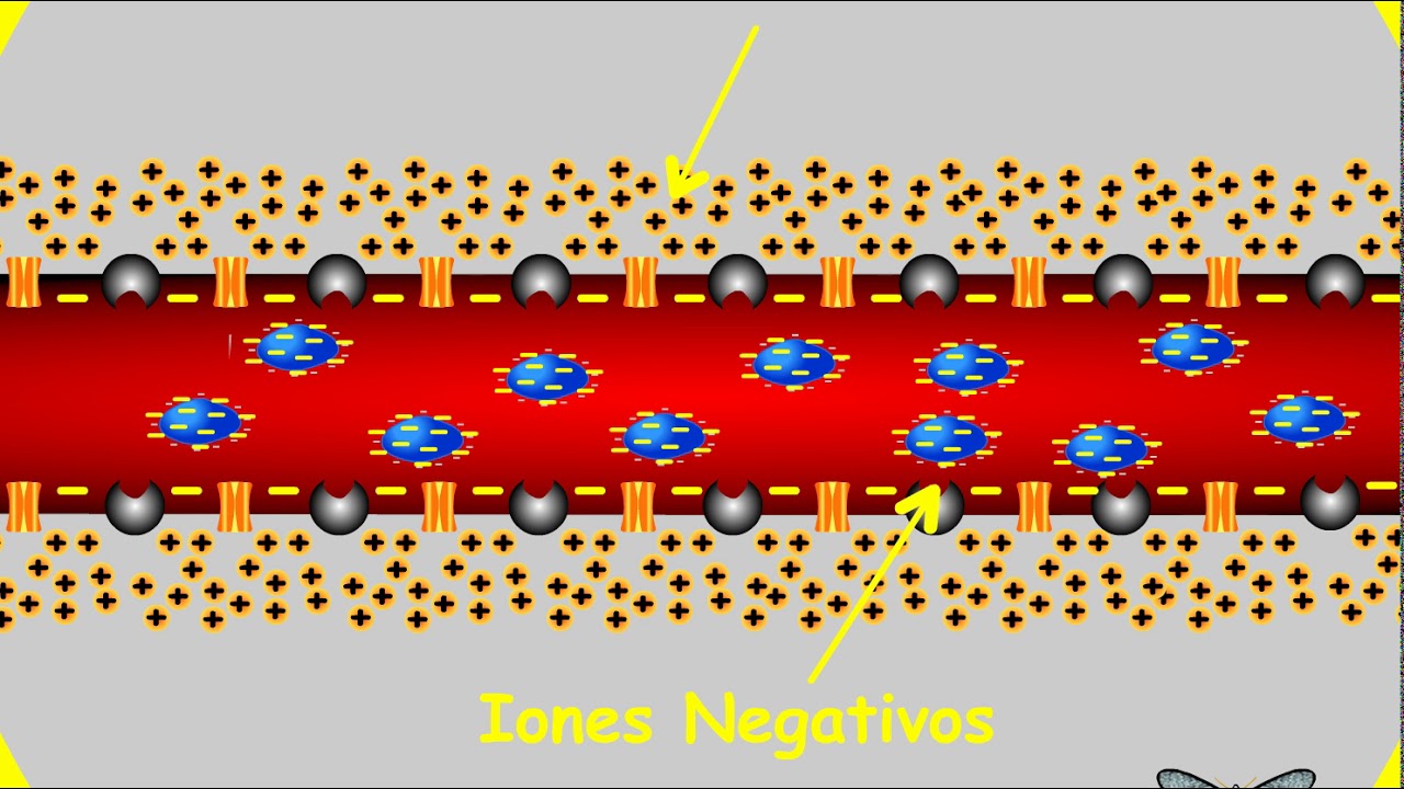 04  Potencial de Membrana del Axon
