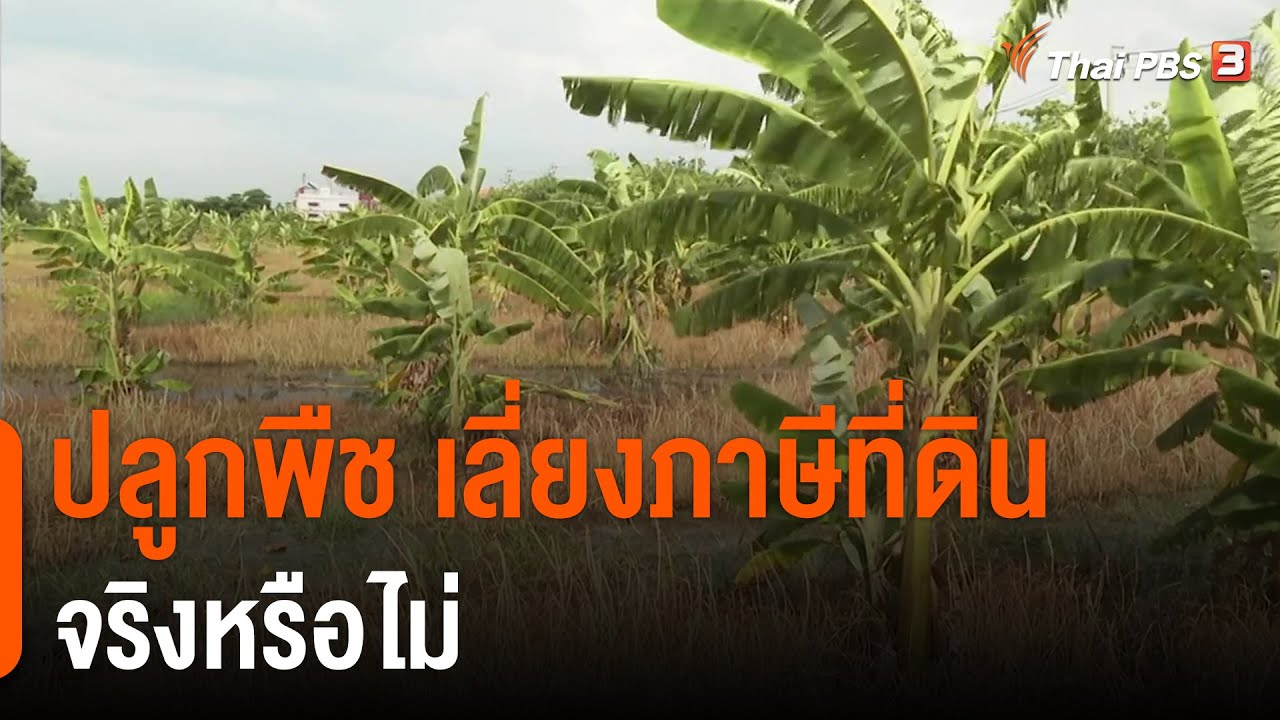ปลูกพืช เลี่ยงภาษีที่ดิน จริงหรือไม่ (26 พ.ค. 65)