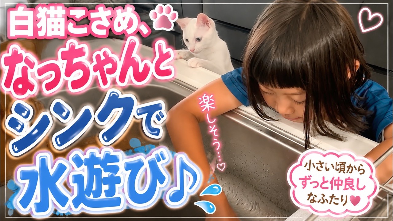 白猫こさめ、なっちゃんとシンクで水遊び♪