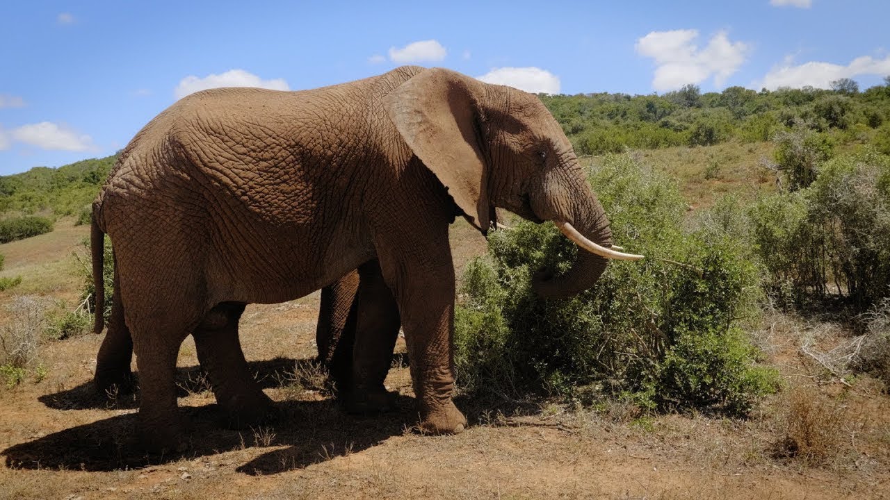 Visit Addo Elephant National Park in South Africa