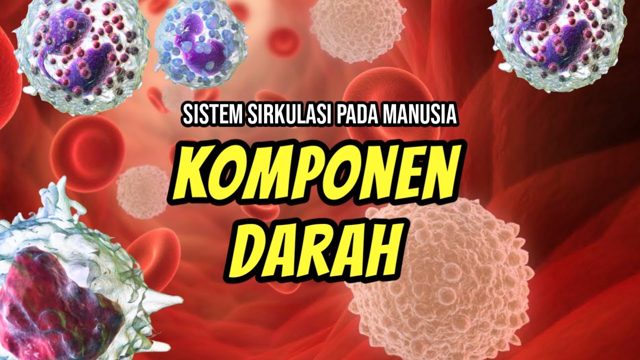 Komponen Darah | Sistem Peredaran Darah Pada Manusia