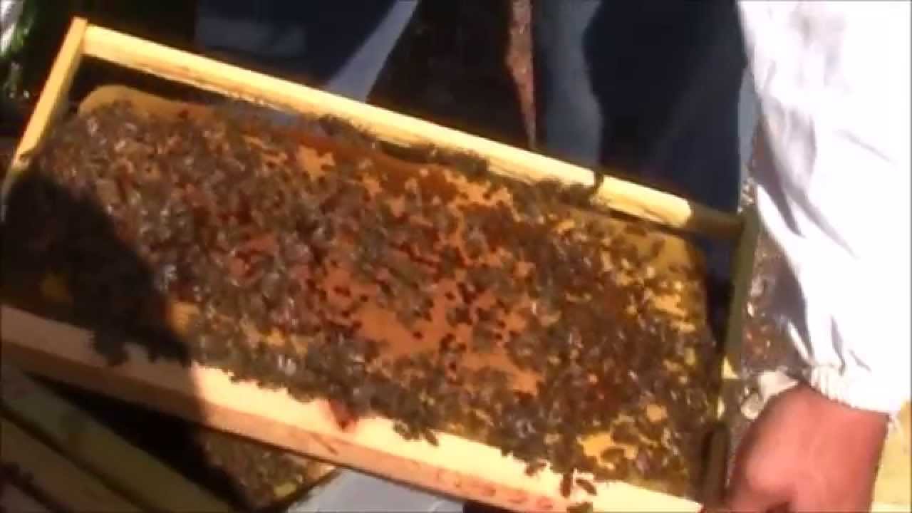 Visiting our bees/&Epsilon;&pi;ί&sigma;&kappa;&epsilon;&psi;&eta; &sigma;&tau;&omicron; &mu;&epsilon;&lambda;&iota;&sigma;&sigma;&omicron;&kappa;&omicron;&mu;&epsilon;ί&omicron;