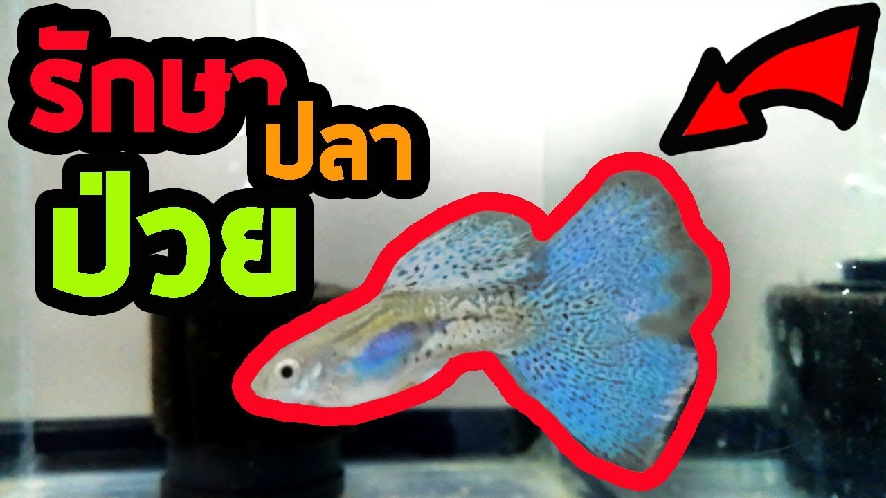 วิธีรักษาอาการป่วยของปลาหางนกยูง How to treat guppy fish