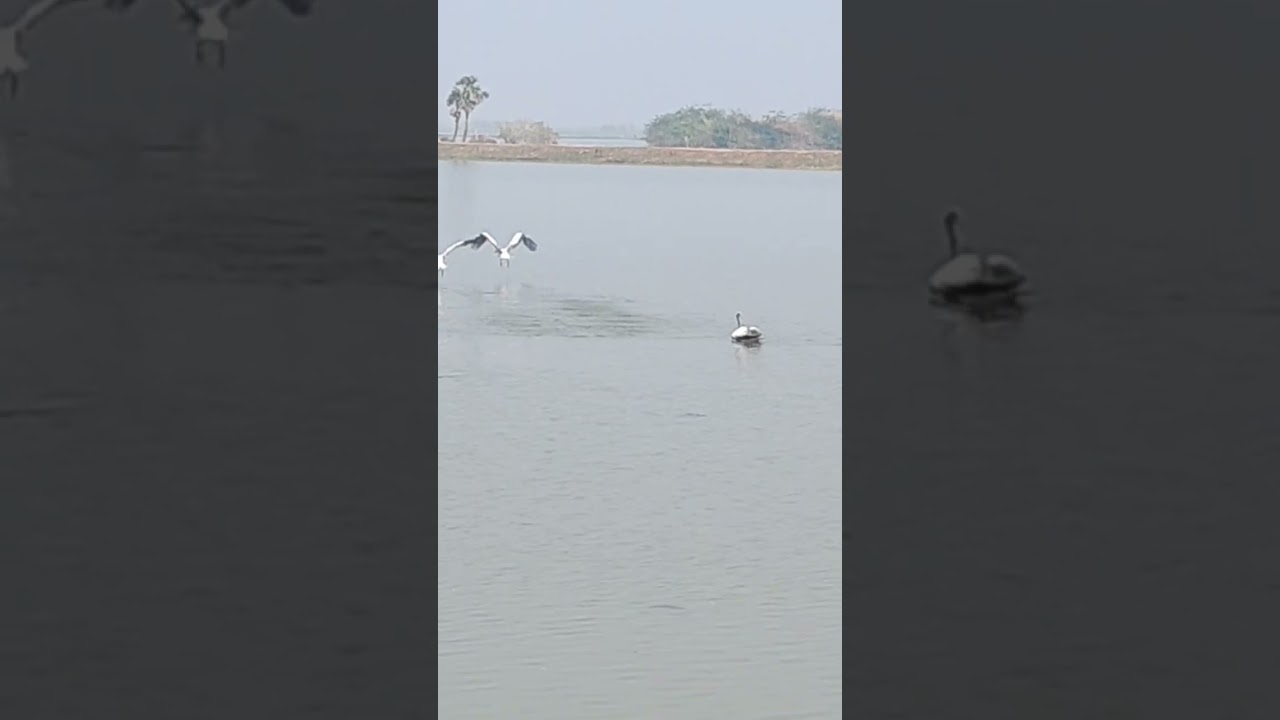 KOLLERU LAKE BIRD SANCTUARY