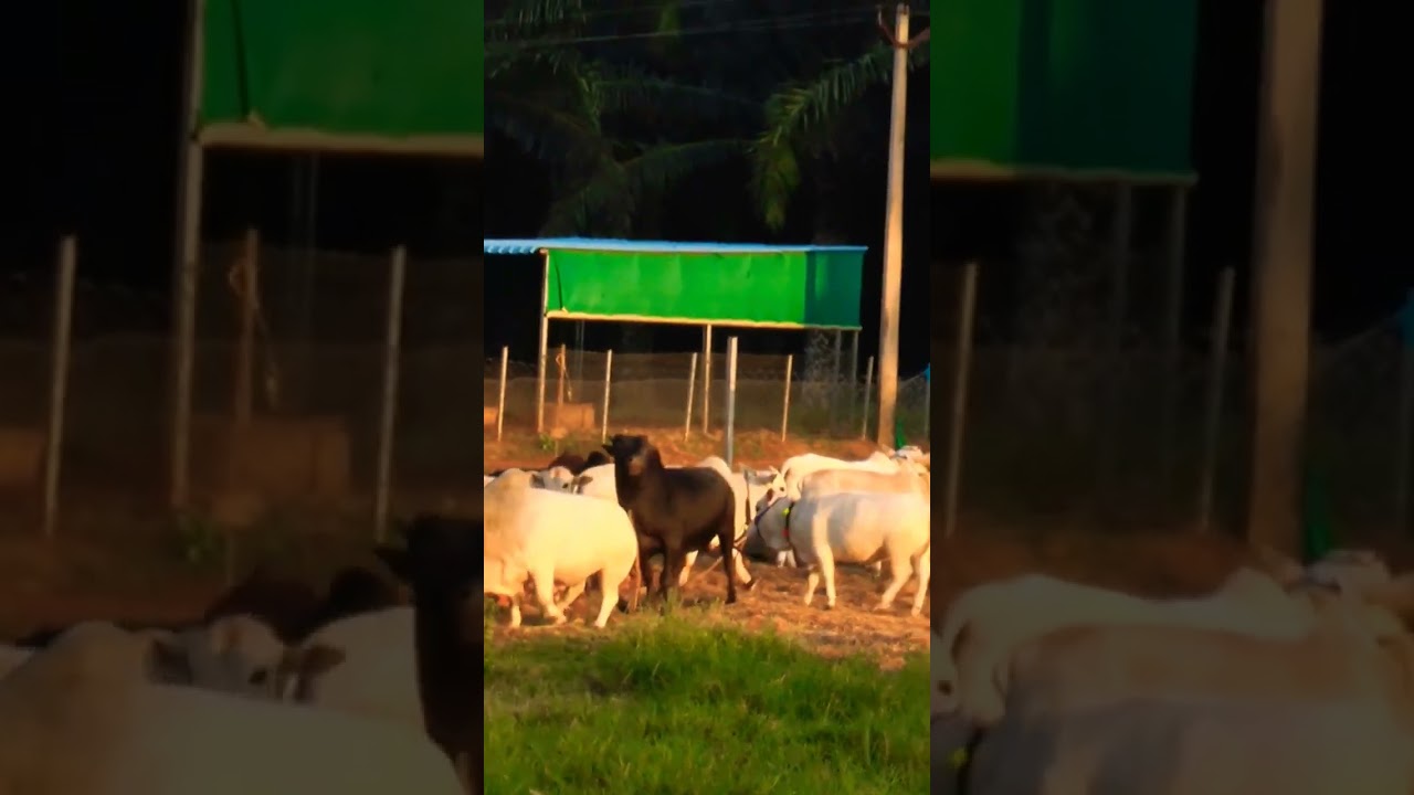 miniature Punganuru Cow's #Punganuru Cow's for sale #Punganuru Cow's market #Smallest cows