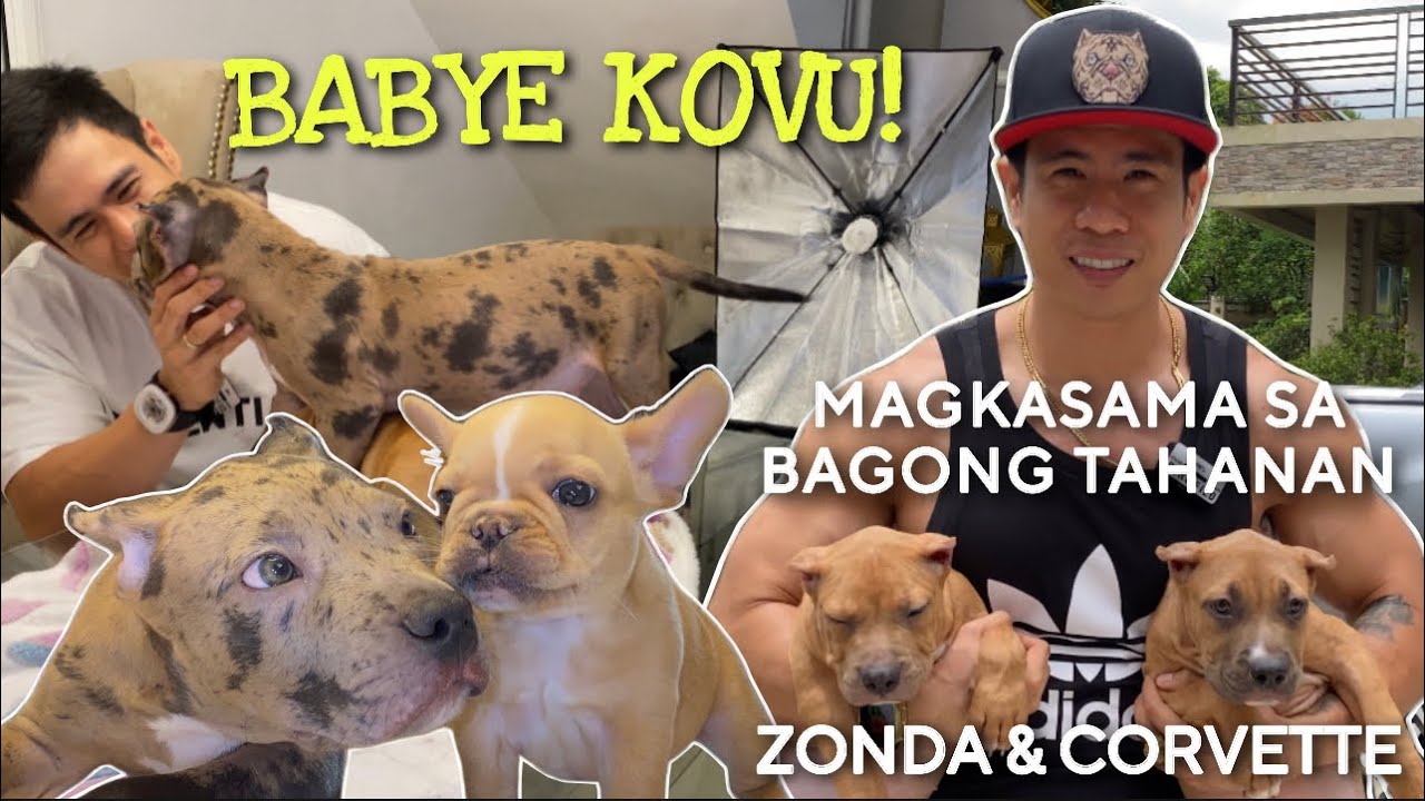 NAKAKALUNGKOT NA MASAYA MAG-REHOME NG MALULUSOG NA PUPPIES • XL American Bully • Sam Walastik