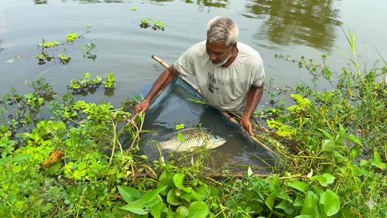 Traditional Net Fishing in Asian Village | Muddy Water Fish Catching | ABTVbd