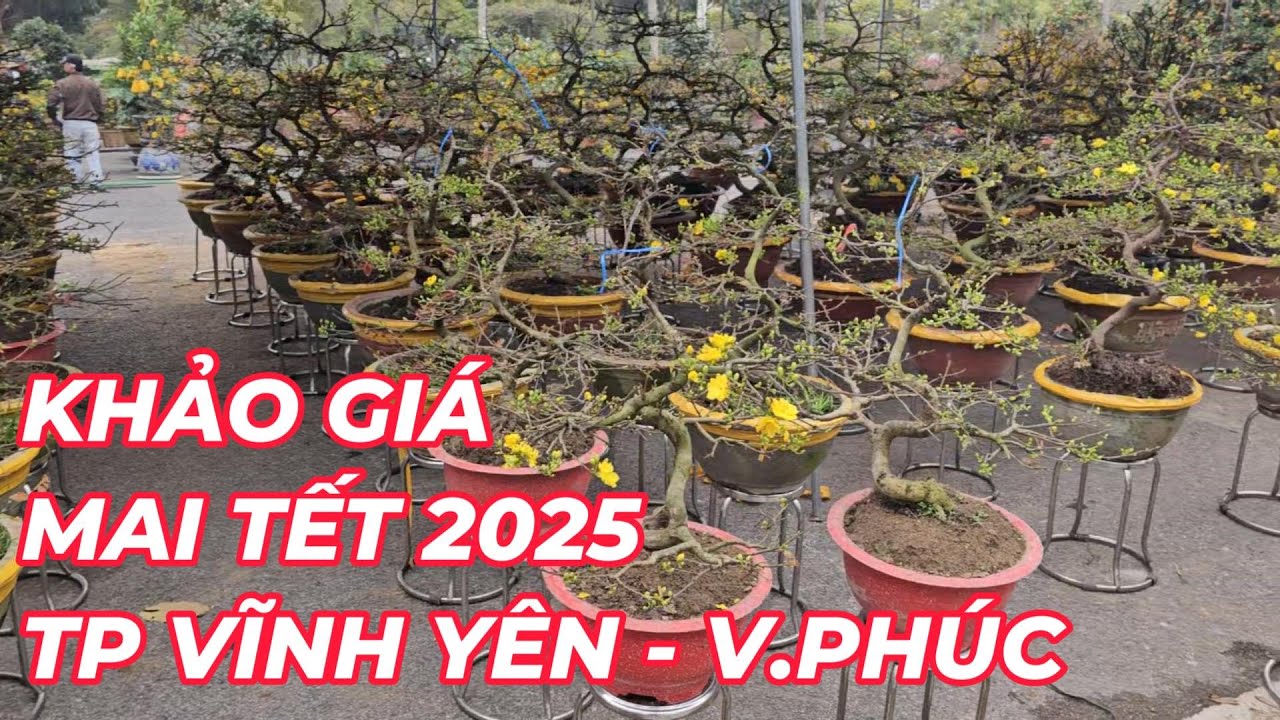 🔴 QBS24631 - HỎI GIÁ CHỢ MAI TẾT 2025 | DẠO CHỢ HOA XUÂN 2025 TẠI THÀNH PHỐ VĨNH YÊN TỈNH VĨNH PHÚC