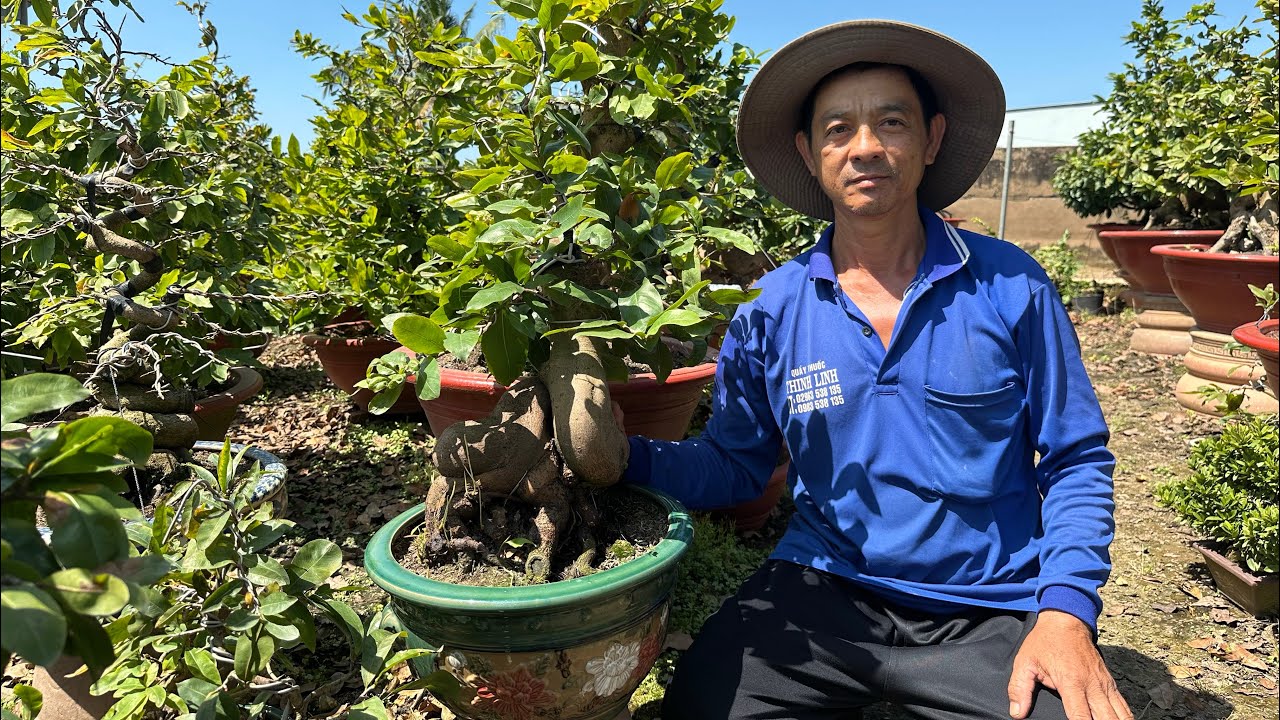 Vườn mai 7 tạo khi nào lật lá☎️0365323611(tâm)
