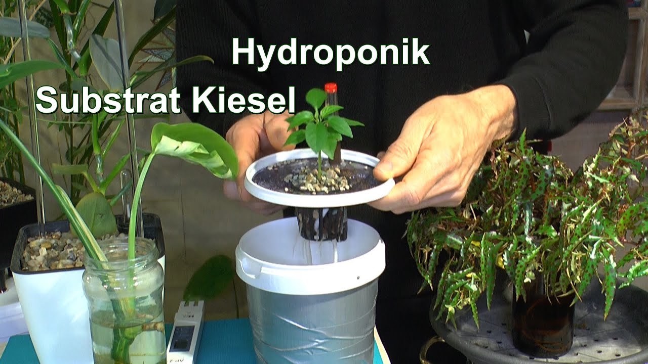 Pflanzen im Kies erster Check. Hydroponik erstes Ergebnis und Versorgen, Düngen