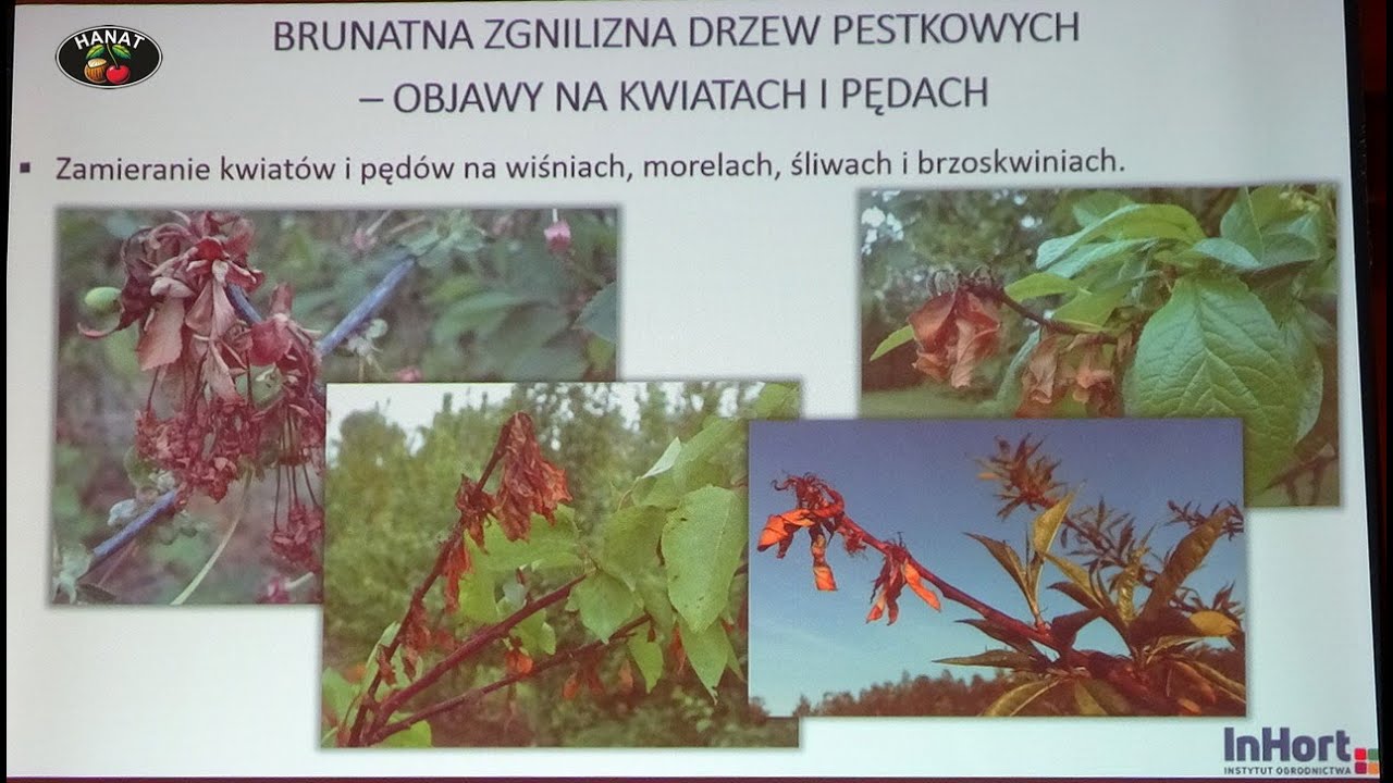 Brunatna zgnilizna zwalczanie i profilaktyka - dr Agata Broniarek – Niemiec