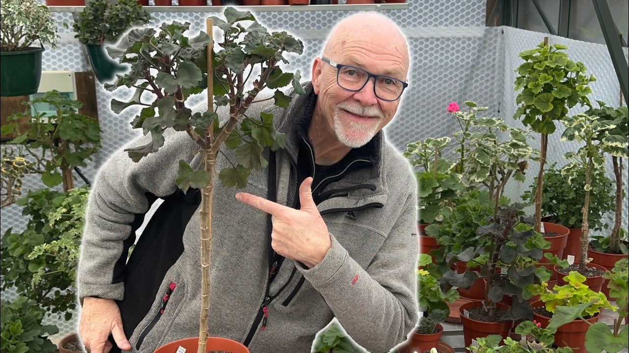 Growing Standard Trained Pelargoniums - The Basics